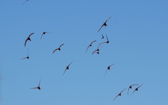 fliegende Vögel